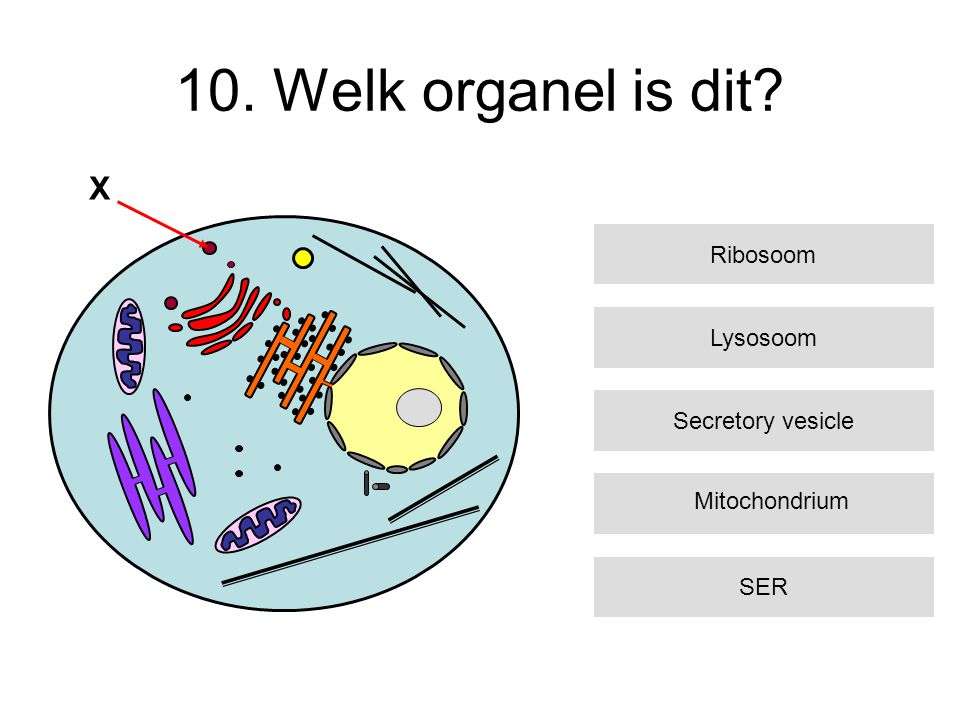 10. Welk organel is dit X Ribosoom Lysosoom Secretory vesicle