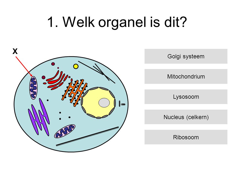 1. Welk organel is dit X Golgi systeem Mitochondrium Lysosoom