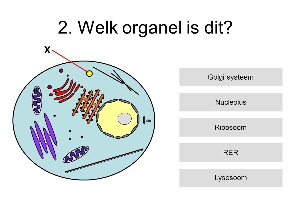 2. Welk organel is dit X Golgi systeem Nucleolus Ribosoom RER