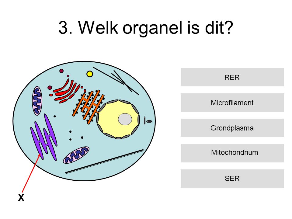 3. Welk organel is dit X RER Microfilament Grondplasma Mitochondrium
