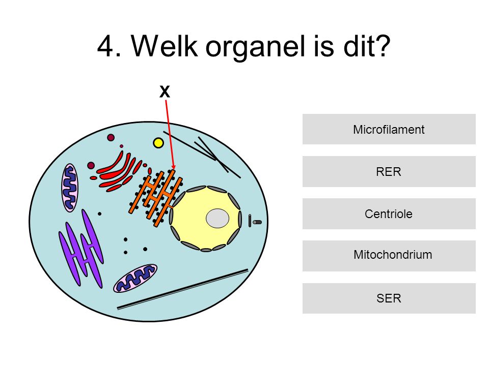 4. Welk organel is dit X Microfilament RER Centriole Mitochondrium
