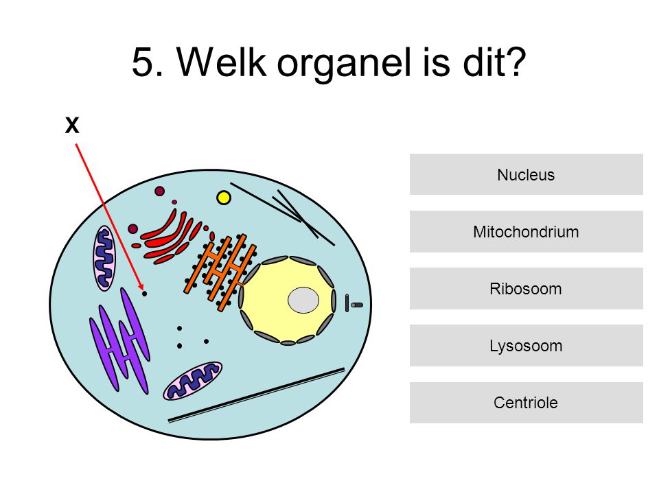 5. Welk organel is dit X Nucleus Mitochondrium Ribosoom Lysosoom