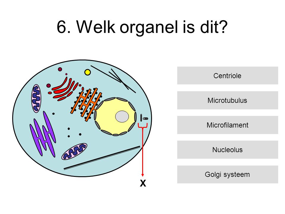 6. Welk organel is dit X Centriole Microtubulus Microfilament