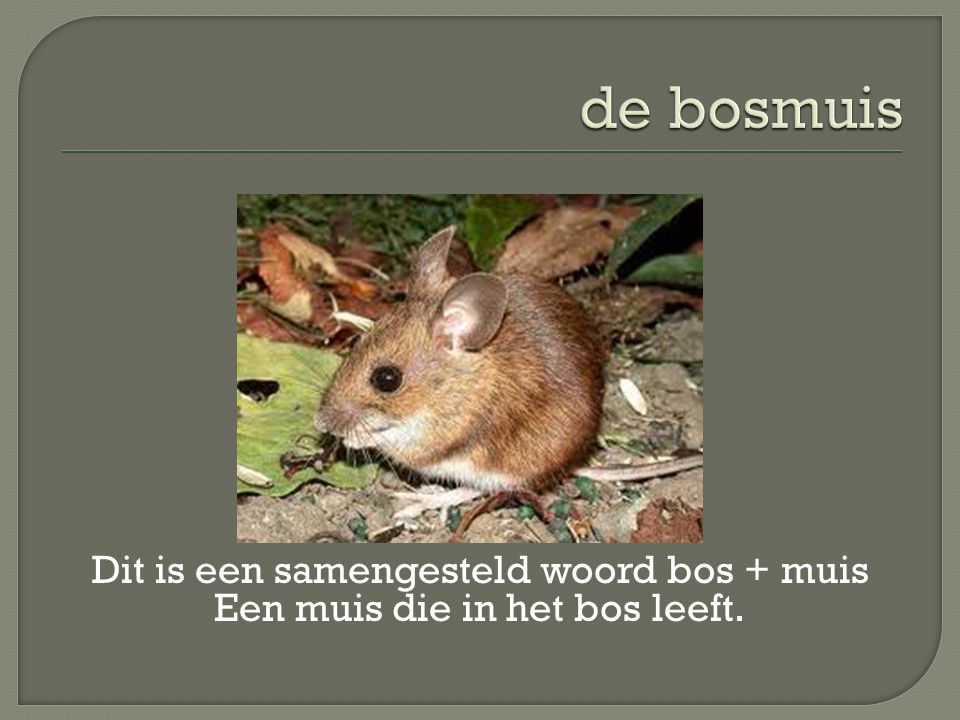 de bosmuis Dit is een samengesteld woord bos + muis Een muis die in het bos leeft.