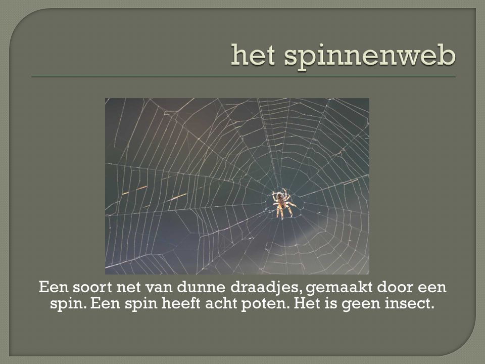 het spinnenweb Een soort net van dunne draadjes, gemaakt door een spin.