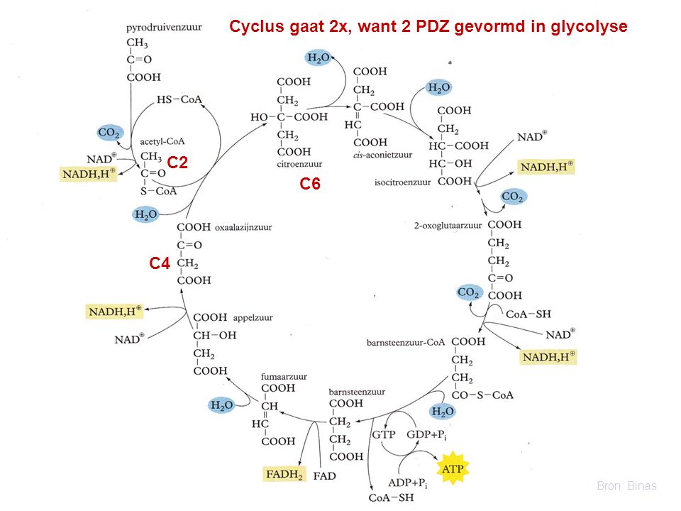 Cyclus gaat 2x, want 2 PDZ gevormd in glycolyse