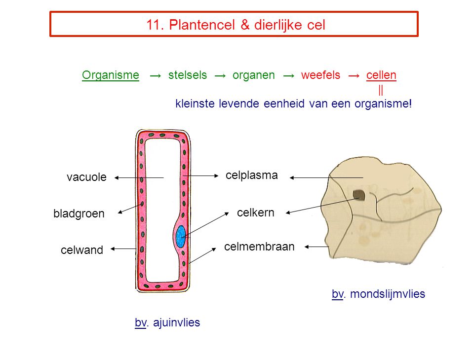 11. Plantencel & dierlijke cel