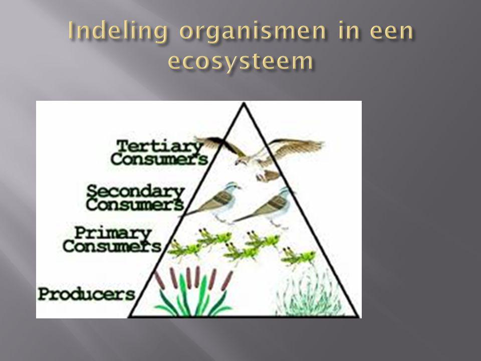 Indeling organismen in een ecosysteem