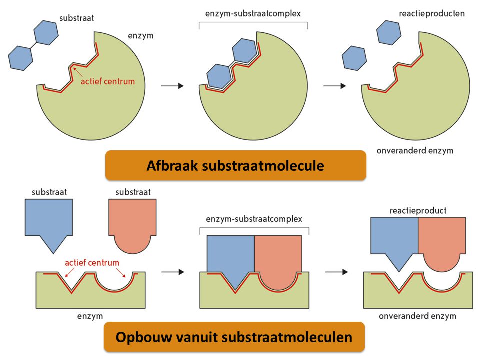 Afbraak substraatmolecule Opbouw vanuit substraatmoleculen
