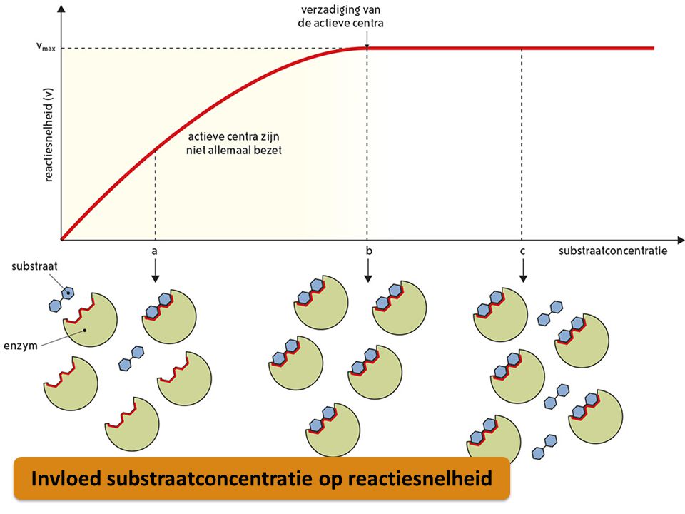 Invloed substraatconcentratie op reactiesnelheid