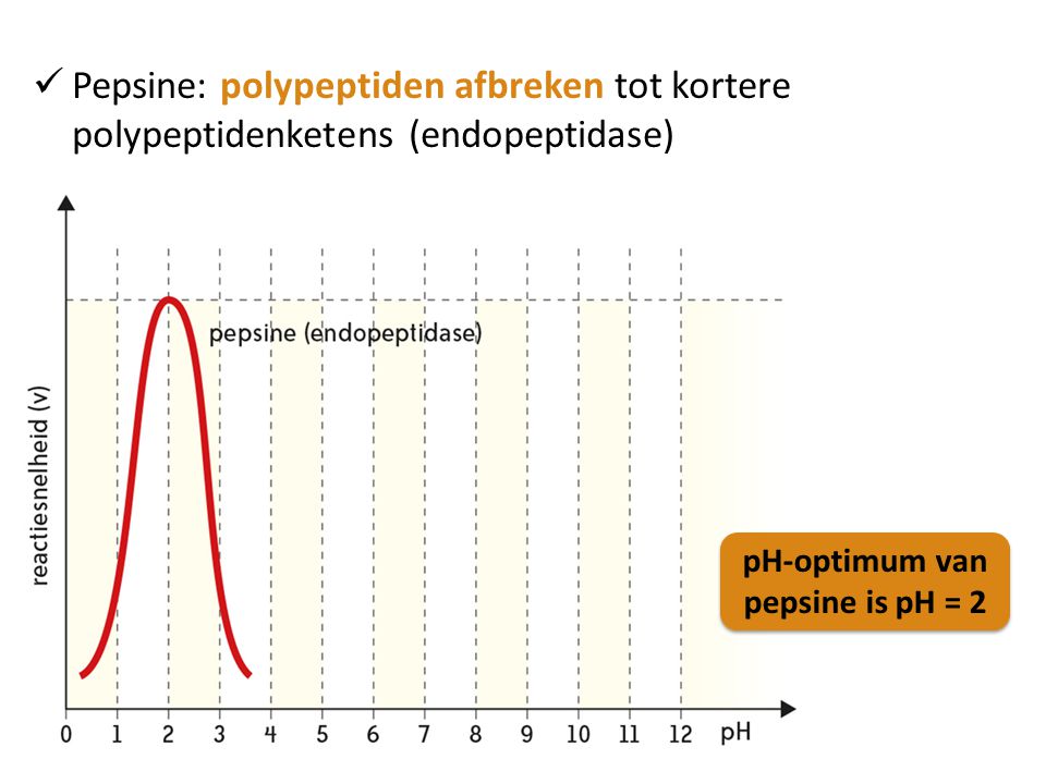 Pepsine: polypeptiden afbreken tot kortere polypeptidenketens (endopeptidase)