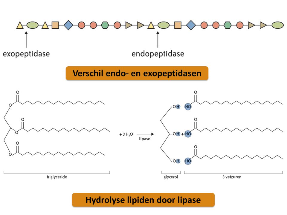 Verschil endo- en exopeptidasen Hydrolyse lipiden door lipase