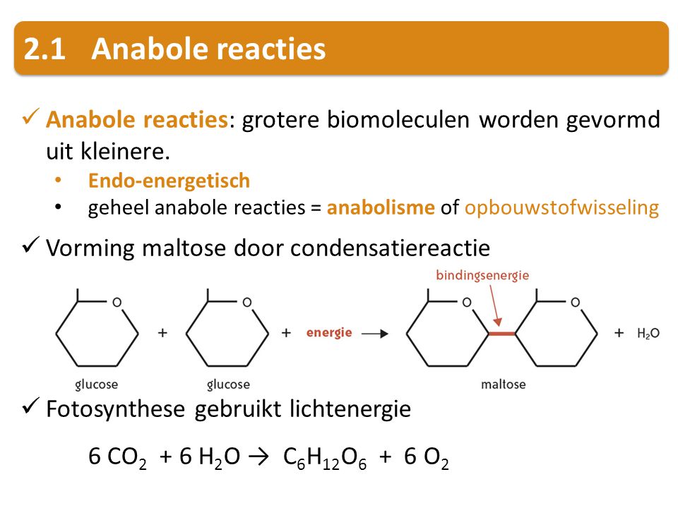2.1 Anabole reacties Anabole reacties: grotere biomoleculen worden gevormd uit kleinere. Endo-energetisch.