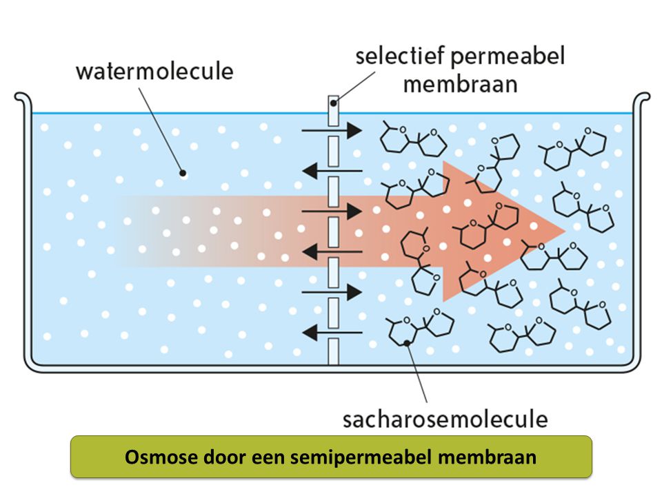 Osmose door een semipermeabel membraan