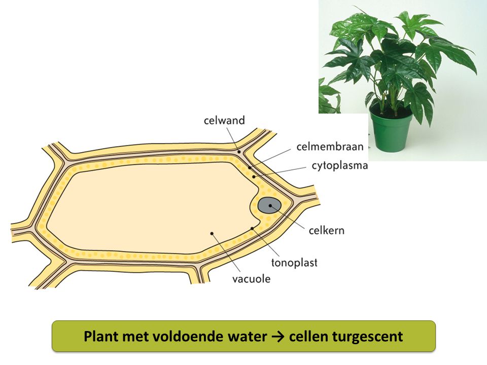 Plant met voldoende water → cellen turgescent