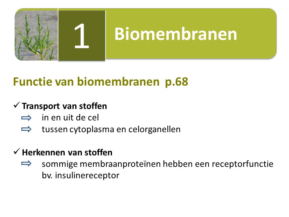 1 Biomembranen Functie van biomembranen p.68 Transport van stoffen