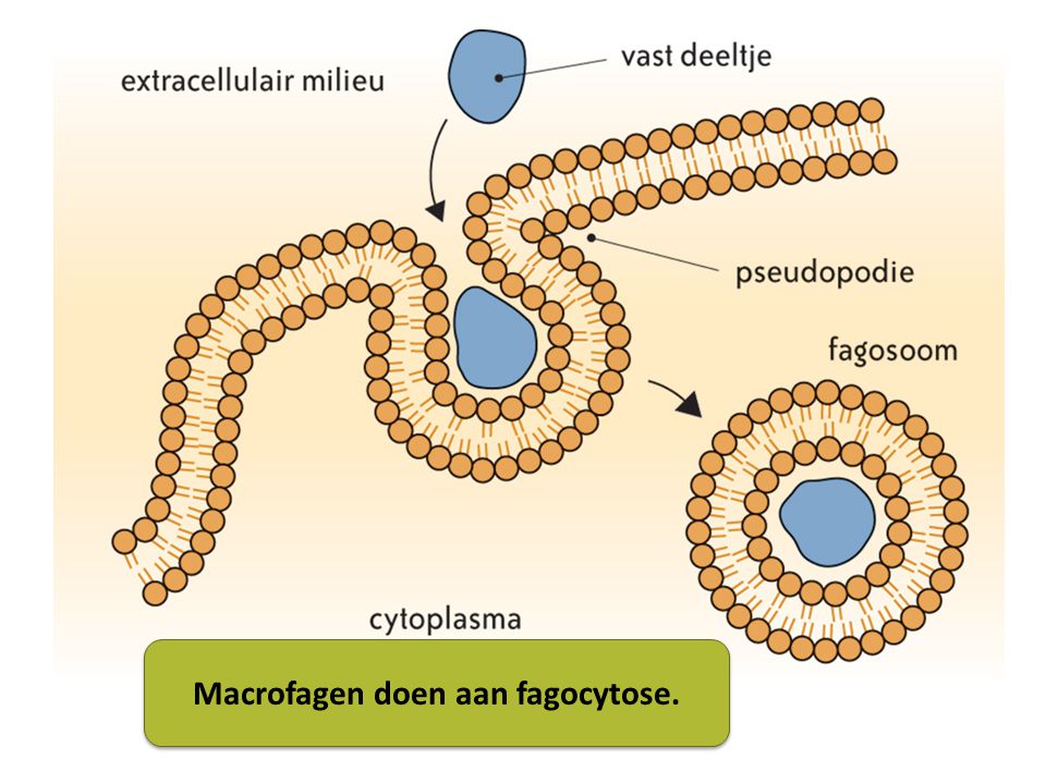Macrofagen doen aan fagocytose.