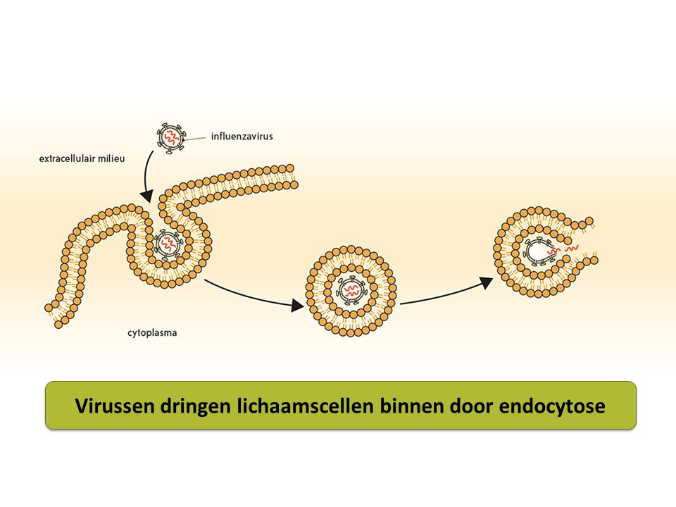 Virussen dringen lichaamscellen binnen door endocytose