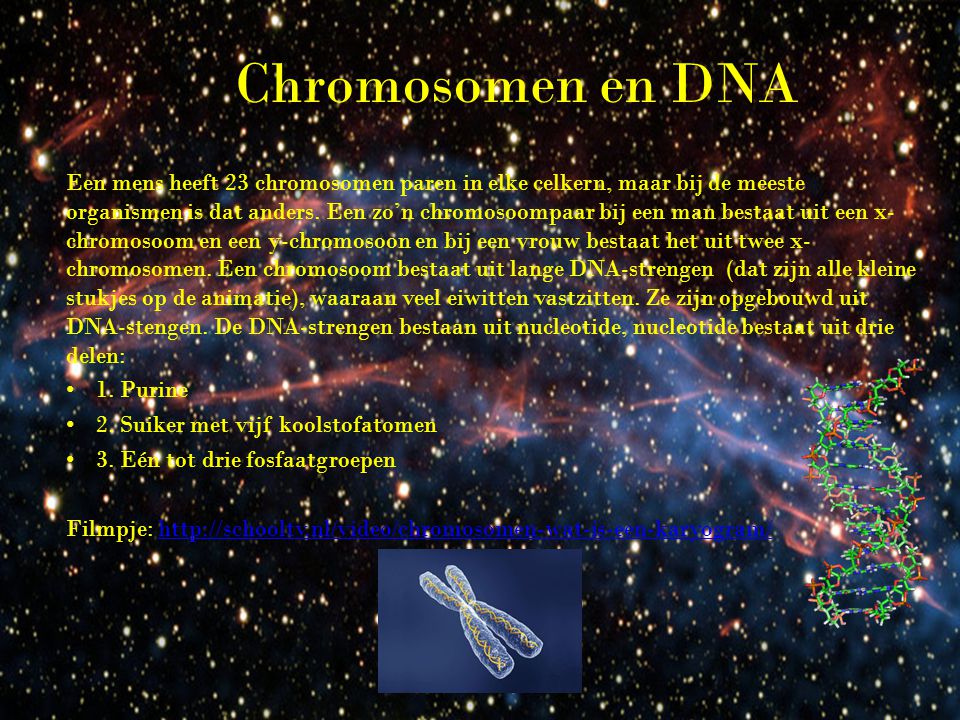 Chromosomen en DNA