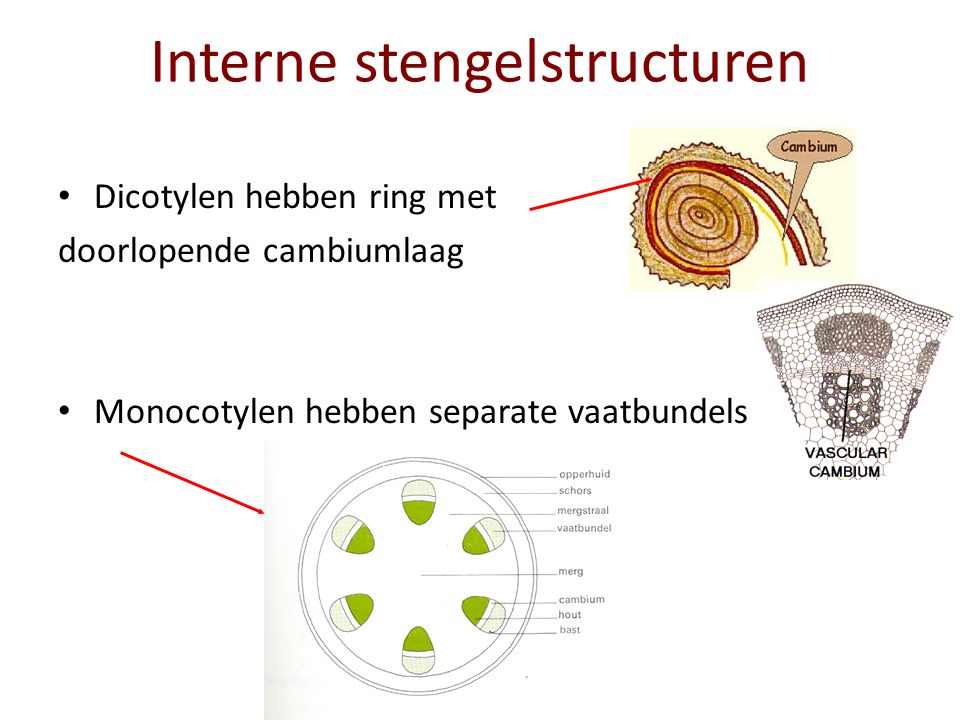 Interne stengelstructuren