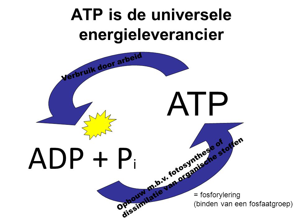 ATP is de universele energieleverancier