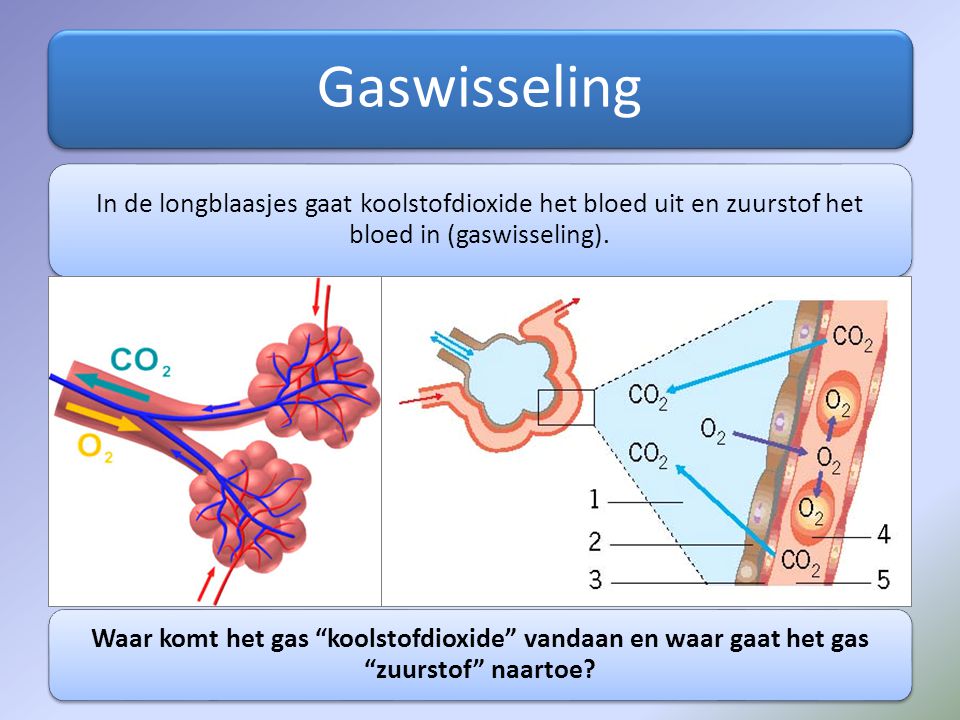 Gaswisseling In de longblaasjes gaat koolstofdioxide het bloed uit en zuurstof het bloed in (gaswisseling).