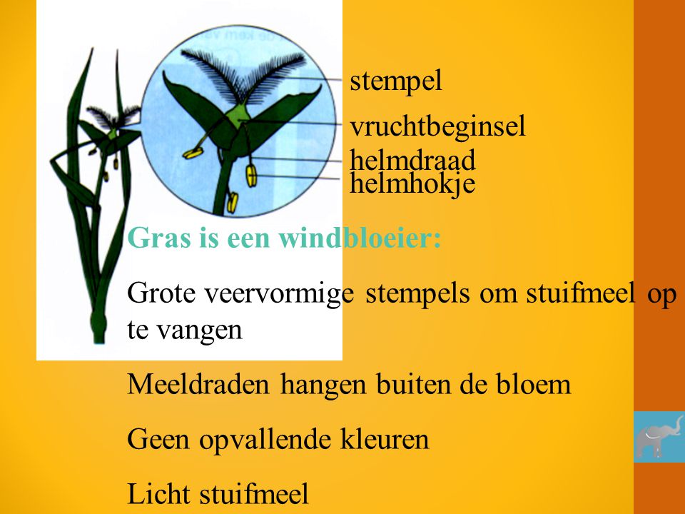 stempel vruchtbeginsel. helmdraad. helmhokje. Gras is een windbloeier: Grote veervormige stempels om stuifmeel op te vangen.