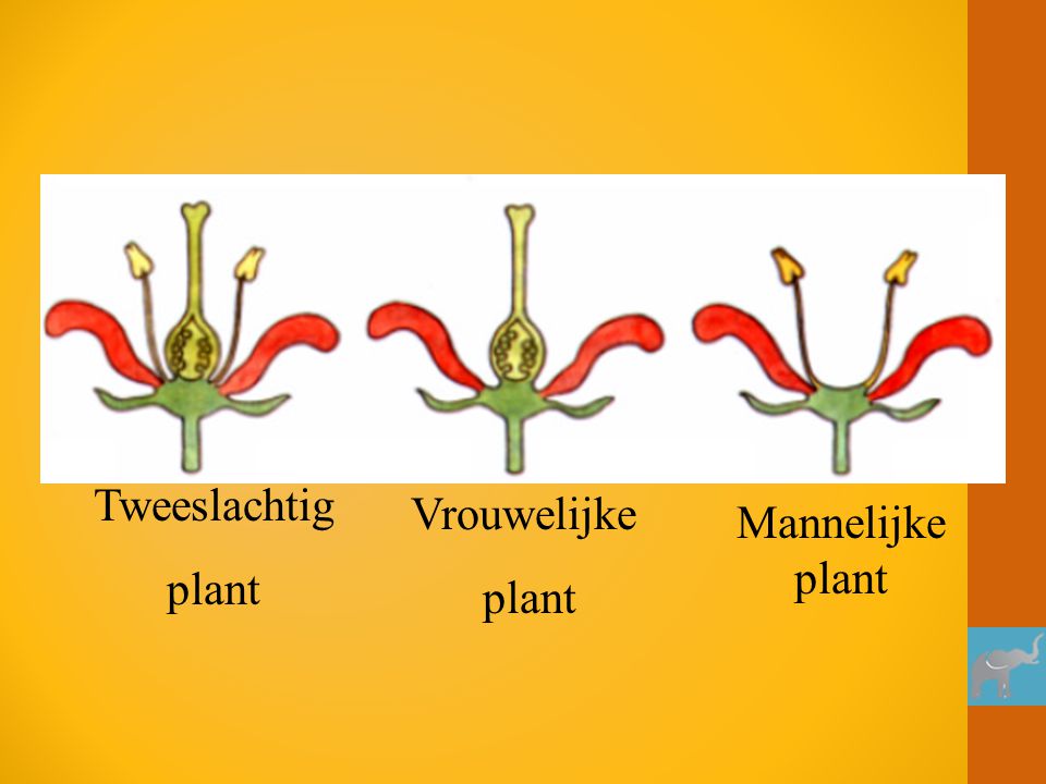 Tweeslachtig plant Vrouwelijke plant Mannelijke plant