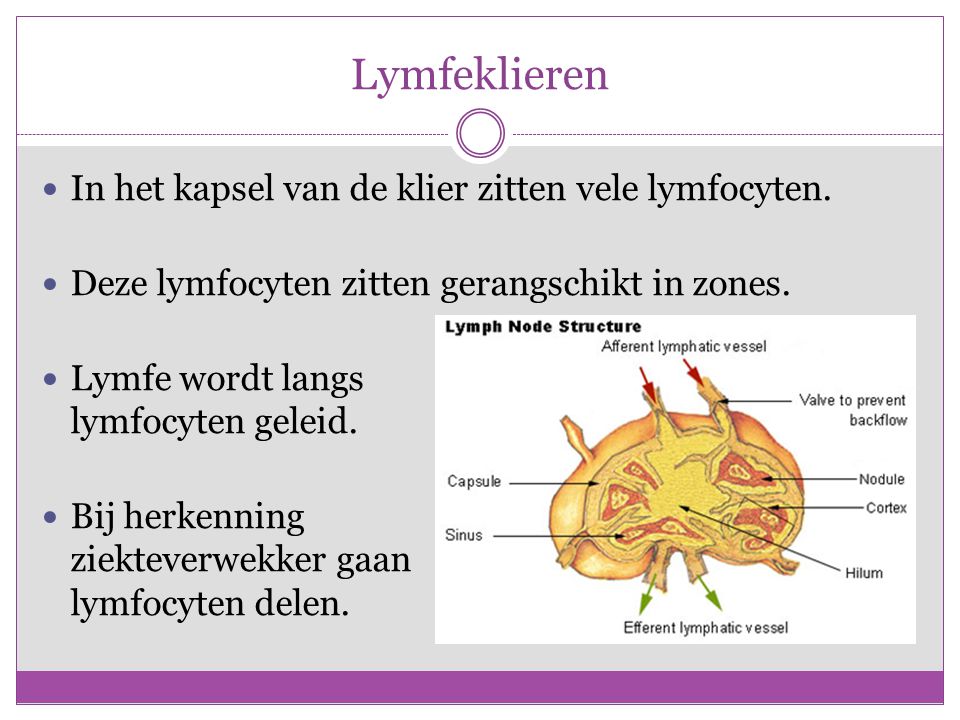 Lymfeklieren In het kapsel van de klier zitten vele lymfocyten.