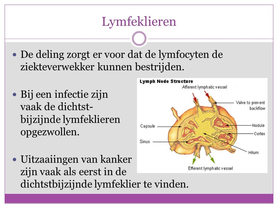 Lymfeklieren De deling zorgt er voor dat de lymfocyten de ziekteverwekker kunnen bestrijden.