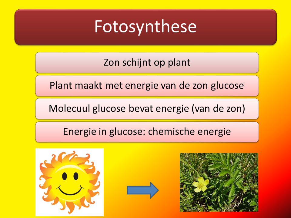 Fotosynthese Zon schijnt op plant