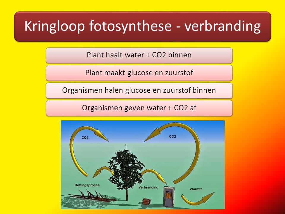 Kringloop fotosynthese - verbranding