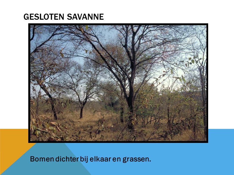 Gesloten savanne Bomen dichter bij elkaar en grassen.