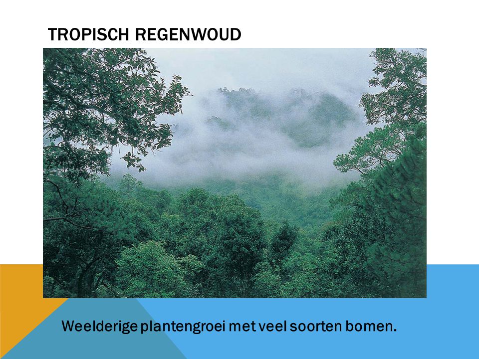 Tropisch regenwoud Weelderige plantengroei met veel soorten bomen.