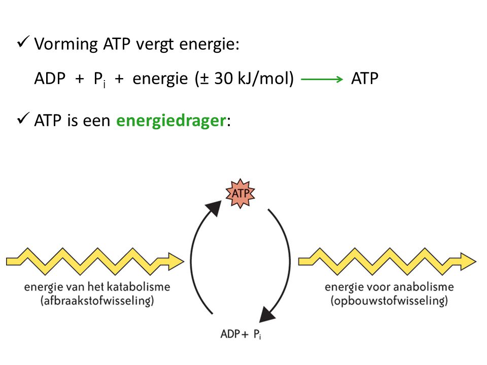 Vorming ATP vergt energie: