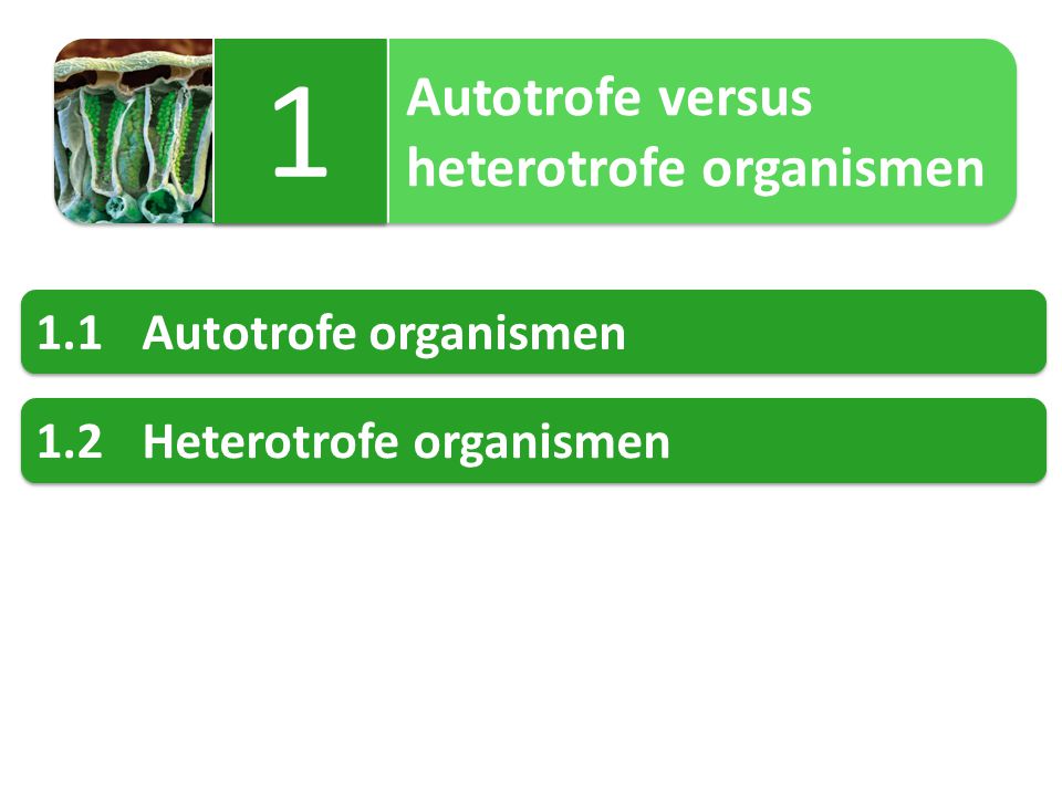 1 heterotrofe organismen 1.1 Autotrofe organismen