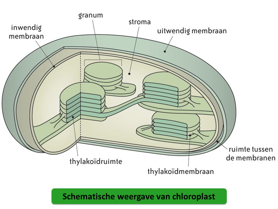 Schematische weergave van chloroplast