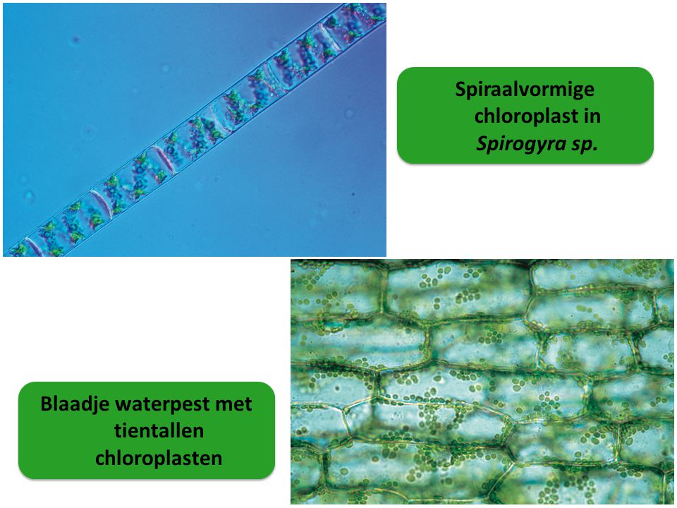 Spiraalvormige chloroplast in Spirogyra sp.