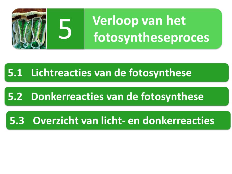 5 fotosyntheseproces 5.1 Lichtreacties van de fotosynthese