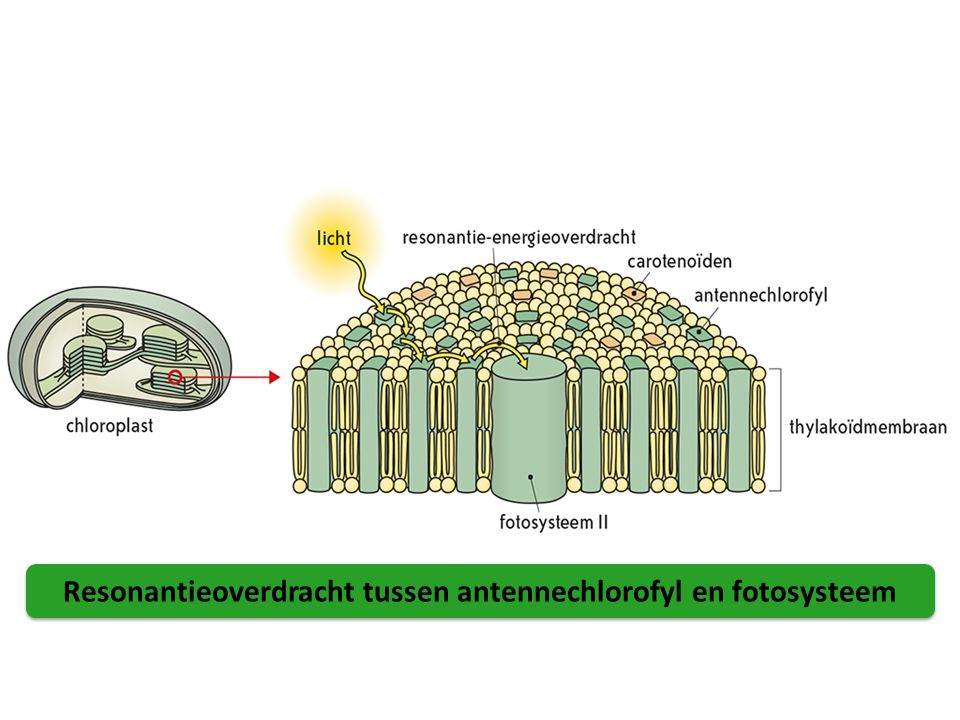 Resonantieoverdracht tussen antennechlorofyl en fotosysteem