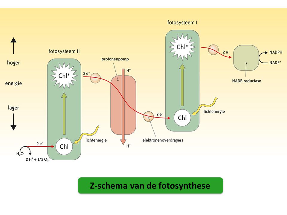 Z-schema van de fotosynthese