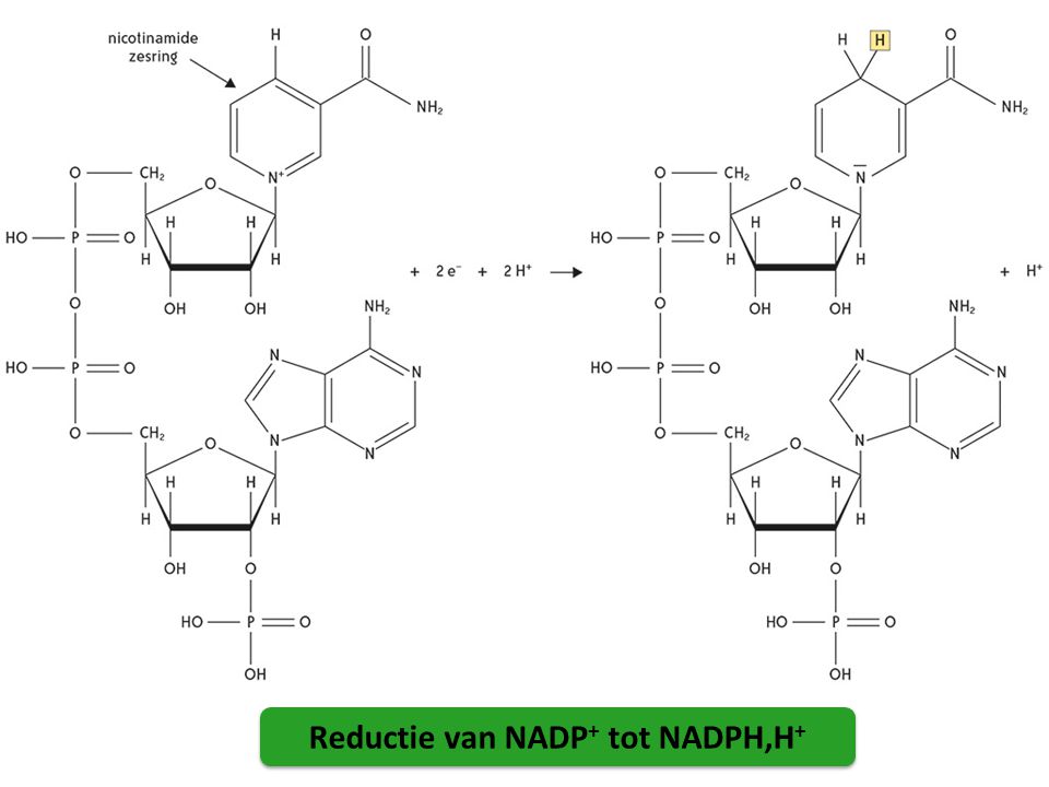 Reductie van NADP+ tot NADPH,H+