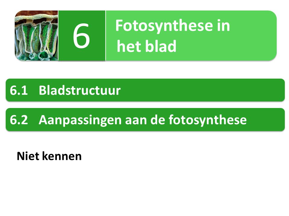 6 het blad 6.1 Bladstructuur 6.2 Aanpassingen aan de fotosynthese