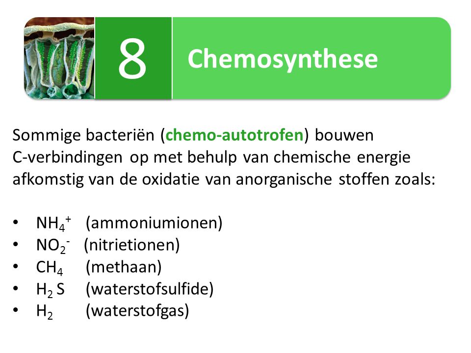 Chemosynthese 8.