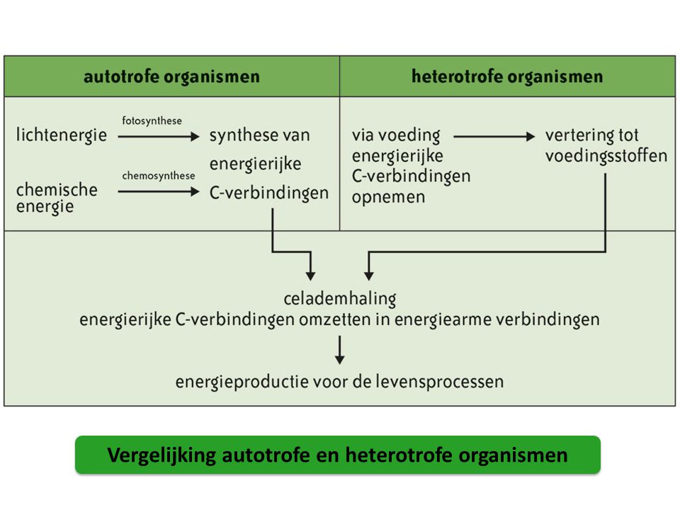 Vergelijking autotrofe en heterotrofe organismen