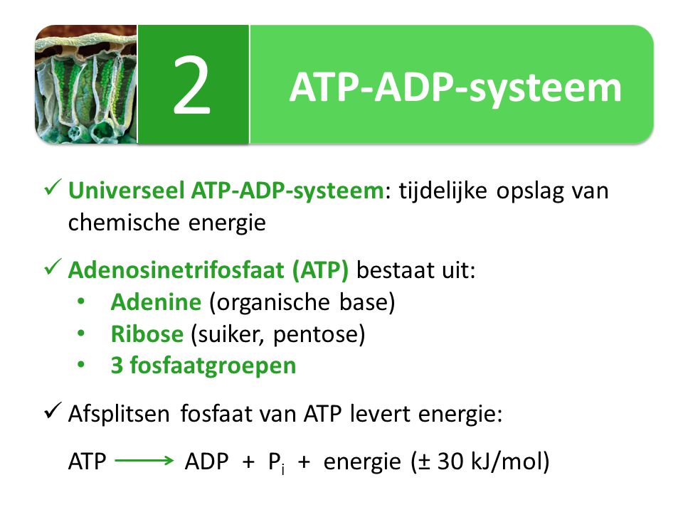 ATP-ADP-systeem 2. Universeel ATP-ADP-systeem: tijdelijke opslag van chemische energie. Adenosinetrifosfaat (ATP) bestaat uit: