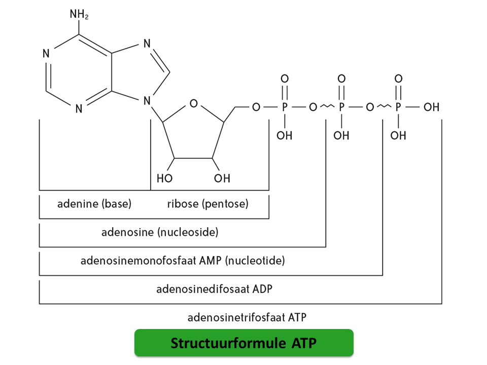 Structuurformule ATP