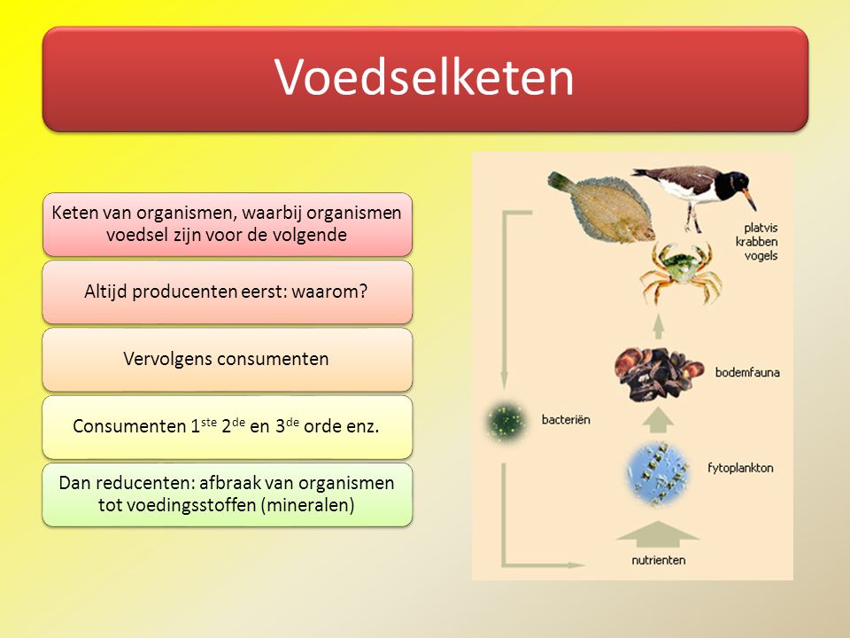 Voedselketen Keten van organismen, waarbij organismen voedsel zijn voor de volgende. Altijd producenten eerst: waarom