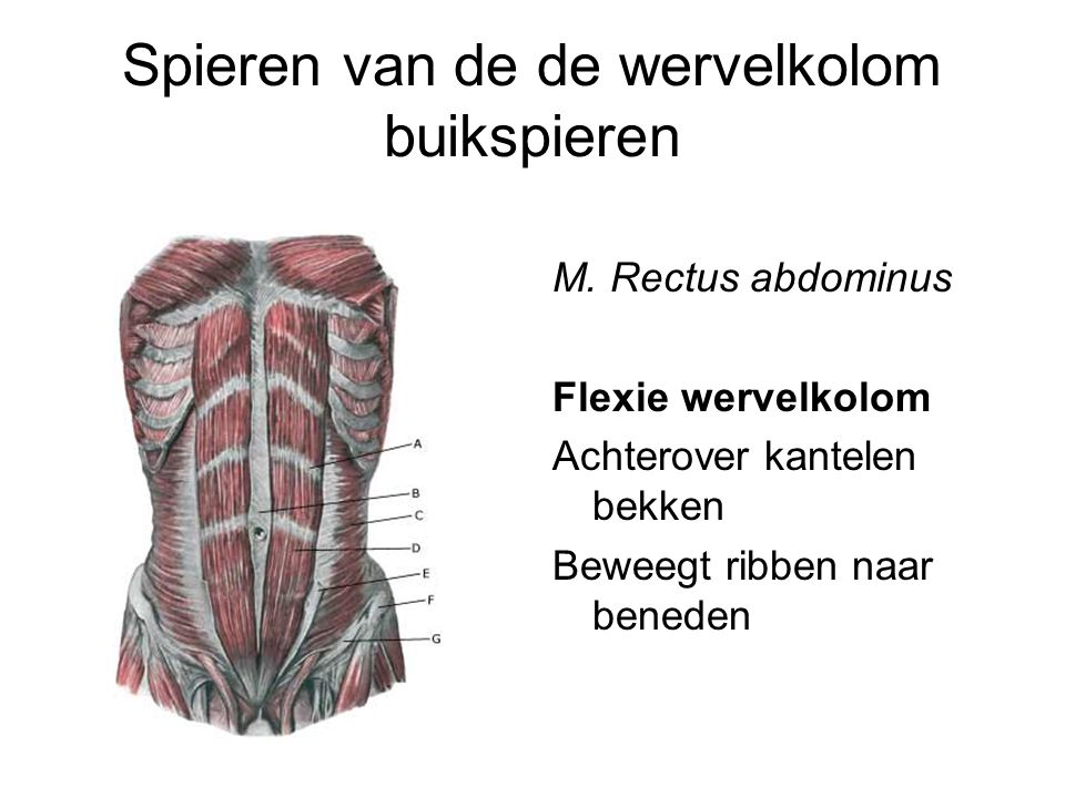 Spieren van de de wervelkolom buikspieren