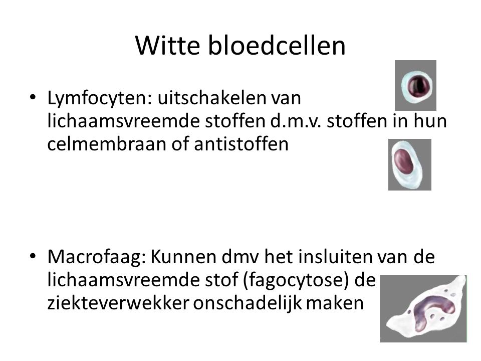 Witte bloedcellen Lymfocyten: uitschakelen van lichaamsvreemde stoffen d.m.v. stoffen in hun celmembraan of antistoffen.